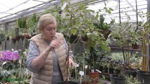 Формирование стволов фикуса восьмёркой.