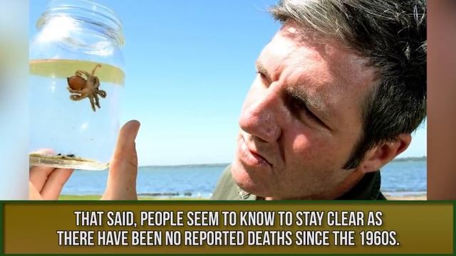 10 Most Dangerous Animals In Australia смотреть онлайн