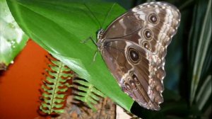 Фильм про бабочек.wmv