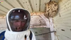 Большое гнездо азиатского шершня на ферме  Охотник на шершня  сезон 2023