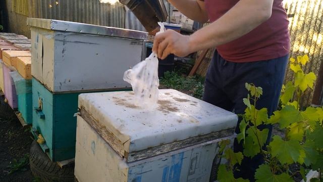 "Вывод маток" Вторая прививка. Результат 100% смотреть онлайн