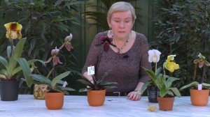 Орхидеи фаленопсис ,ванда,пафиопедилум.