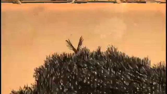 GREEN GRASS OFFICIAL VIDEO - CIBELLE