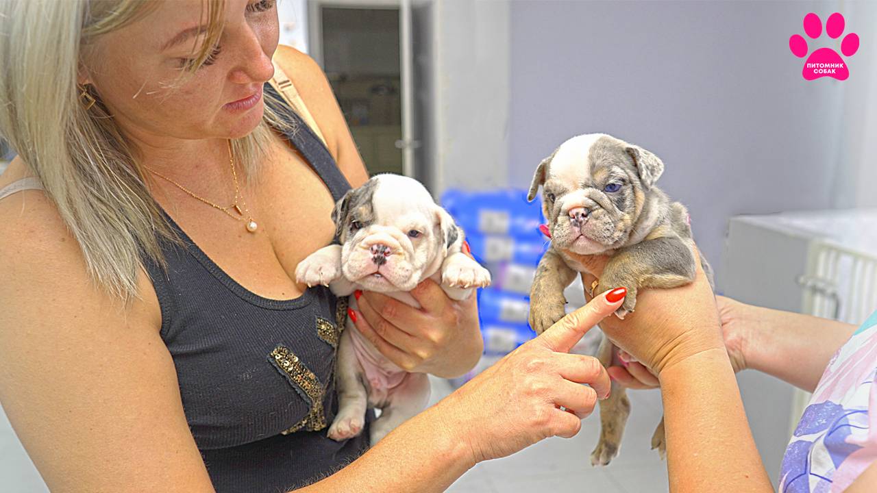 Родился всего один щенок! Как же так? Щенки булли и бульдоги! смотреть онлайн