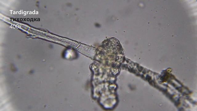 Тихоходки - Пухлые, Милые и Бессмертные смотреть онлайн