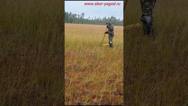 комбайн швабра по клюкве. сбор клюквы. смотреть онлайн