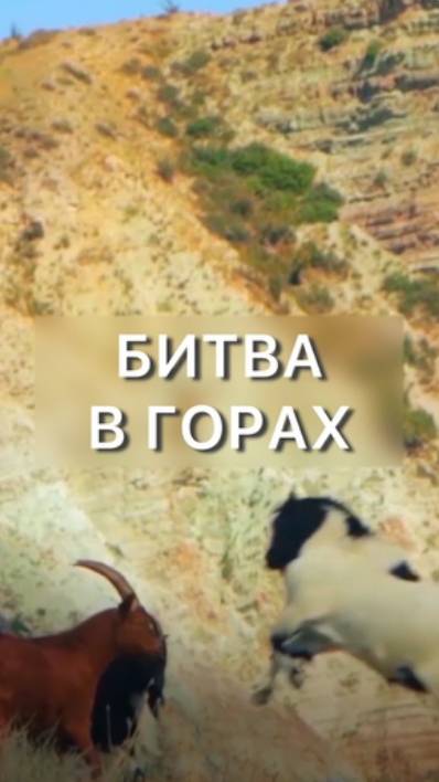 Битва в горах! смотреть онлайн