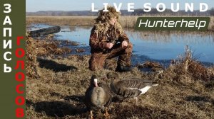 Запись голосов гусей