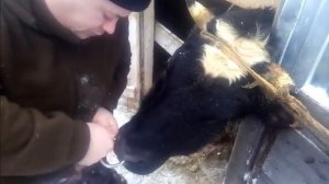 Усмирение быка Вставляем магнитное кольцо Taming the bull