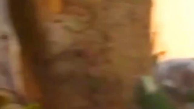 Koalas: Koh/Emma/Indy& Dad Ishin