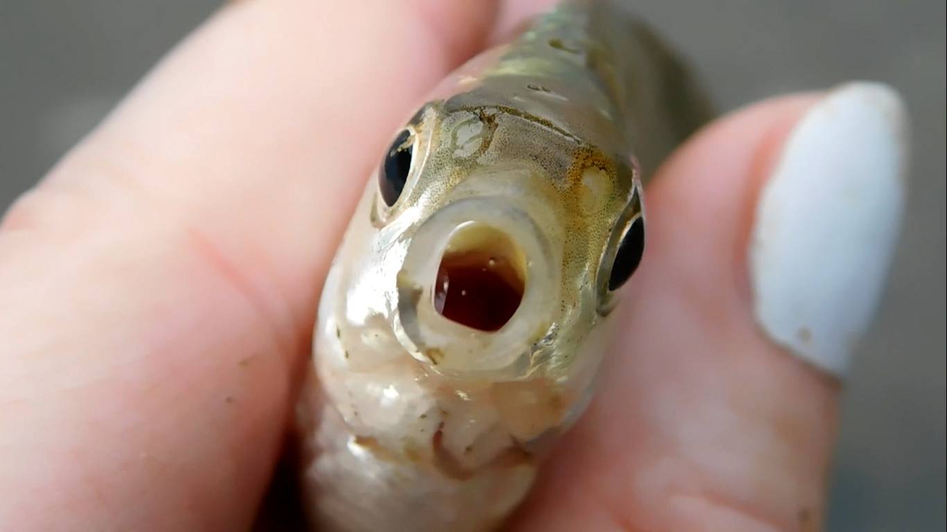 Неудачная рыбалка. Рыбаки в расстройстве смотреть онлайн