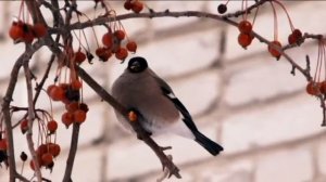 "Снегири не гири!"