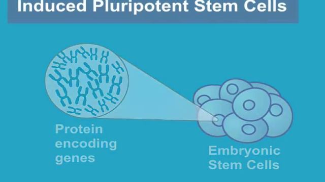 What are Induced Pluripotent Stem Cells? (iPS Cells) смотреть онлайн