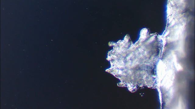 КРИСТАЛЛИЗАЦИЯ СОЛИ ПОД МИКРОСКОПОМ В РЕАЛЬНОМ ВРЕМЕНИ смотреть онлайн