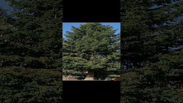 Прощай красавица, прощай. смотреть онлайн