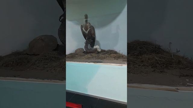 ТАШКЕНТ ДЕНЬ 7 |Двухголовый ягнёнок в музее природы.| We saw two-headed lamb in the museum of natur смотреть онлайн