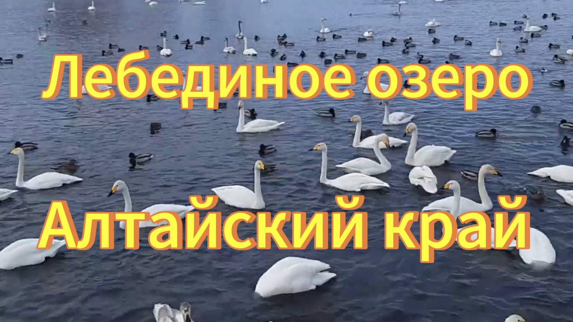Лебеди и утки. Много лебедей на Лебедином озере в Алтайском крае. Птицы Сибири. Природа. смотреть онлайн
