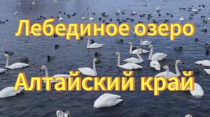 Лебеди и утки. Много лебедей на  Лебедином озере в Алтайском крае. Птицы Сибири.  Природа.