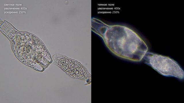 Жизнь в одной банке #2 смотреть онлайн