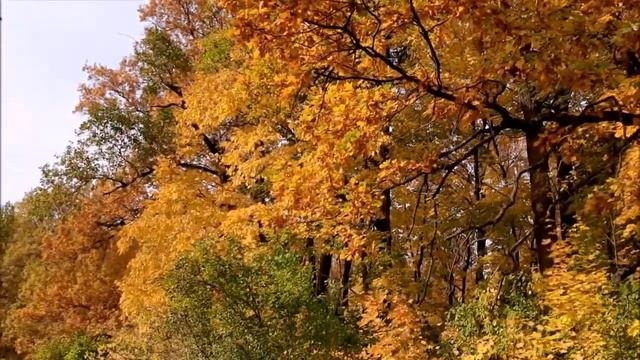 Ботанический сад в Чебоксарах смотреть онлайн