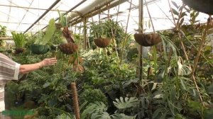 Монстера - уход в домашних условиях.