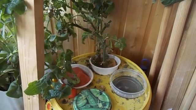 61 Бэйби черри ред томат F1 на гидропонике 2020 г. смотреть онлайн