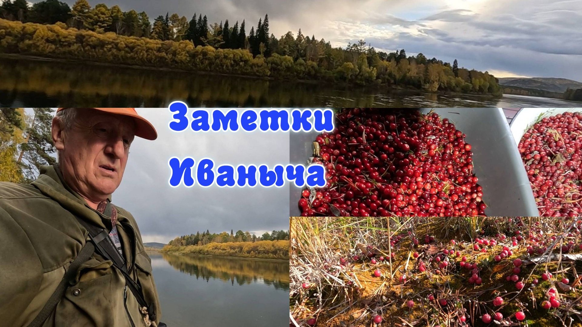 Как растет клюква в Сибири, собираю ягодку смотреть онлайн