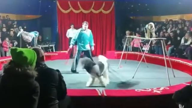 Цирк Вегас. Премьера. смотреть онлайн