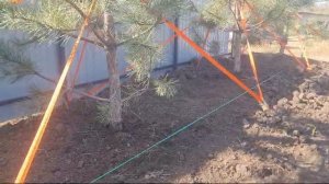 Сосны посадка🌲как правильно посадить сосну