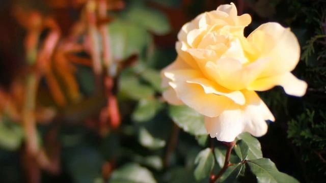 Расслабляющая МУЗЫКА для массажа. смотреть онлайн