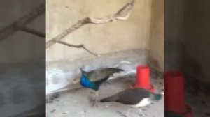 Гнездо своими руками для Павлин