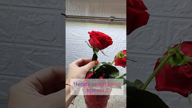 Реанимирую Розы 🌹как дать букету вторую жизнь ♥️ #розы #реанимируемрозы #букет #лайфхак #лайфхаки