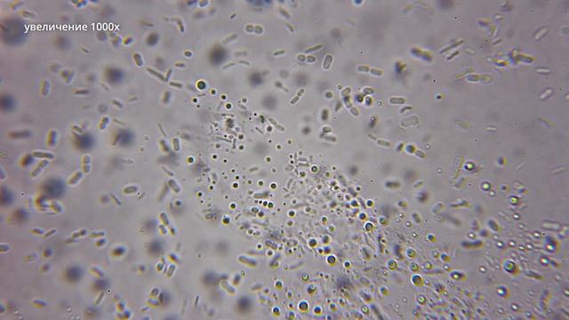 Нужно ли мыть курицу перед готовкой? - Сколько на ней бактерий смотреть онлайн