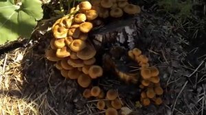 65 Выращивание опят на даче на березовых пнях.