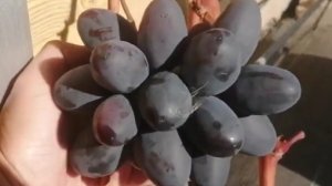 Дамасская красавица 20.09.2024 г