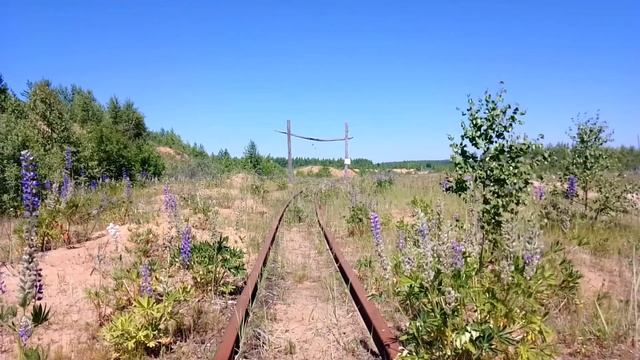 Заброшенная узкоколейная железная дорога. Июнь 2022 смотреть онлайн