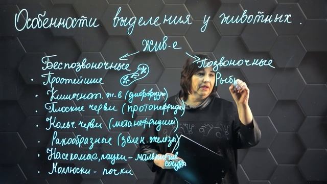 Сравнение строения выделительной системы у беспозвоночных и позвоночных животных. 7 класс. смотреть онлайн