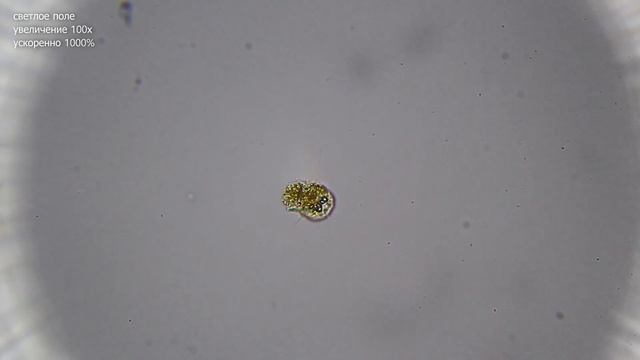 Жизнь в одной банке #1 смотреть онлайн