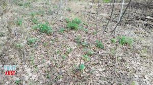 Собираем строчки гигантские. Как отличить ядовитые строчки от условно съедобного строчка