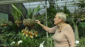 Сингониум крупнолистный (посадка черенка)