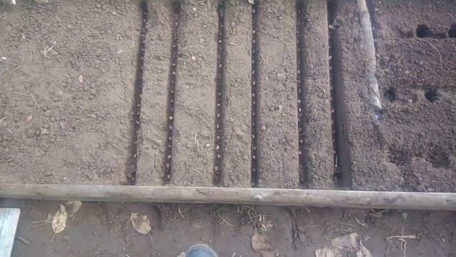 Как посадить чеснок бульбочками или как обновить посадочный материал чеснока смотреть онлайн