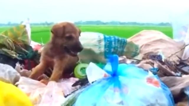 Открыв мешок, мужчина заплакал. Он не верил, что человек на такое способен! смотреть онлайн