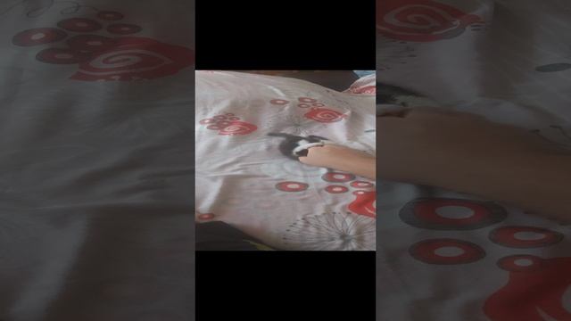 Появление нового члена семьи, безумный кот по кличке Тайсон) #short #cat #animal смотреть онлайн