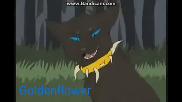 Коты-воители/Бич / Дин дон (заказ с канала Zlate cat). смотреть онлайн