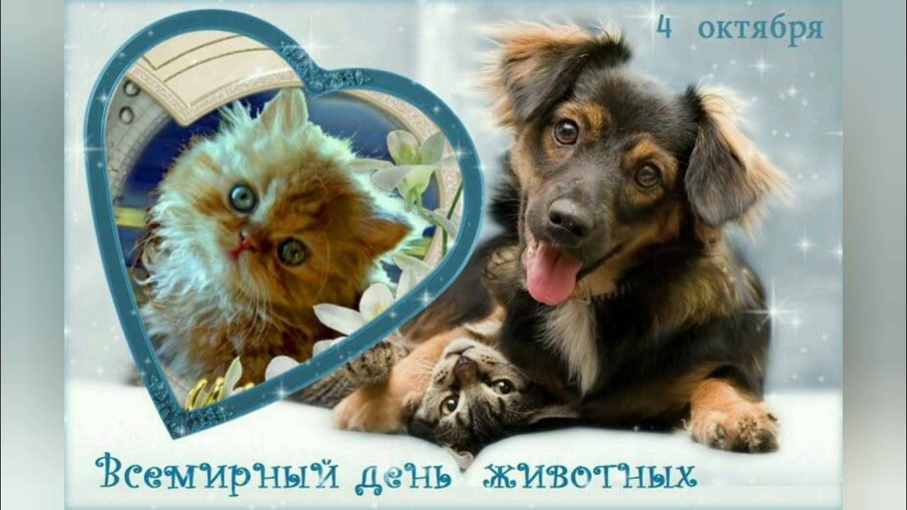 4 октября- Всемирный день животных. смотреть онлайн