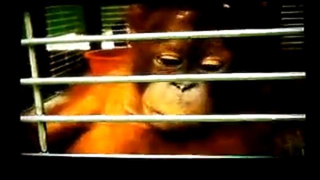 The Snake Crusader Advert смотреть онлайн