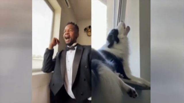 Opera Dog. ओपेरा कुत्ता. 歌剧狗. Пёс-певец смотреть онлайн