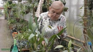 Пересадка орхидей.