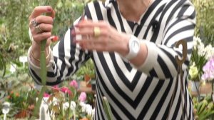 Циссус — уход в домашних условиях.