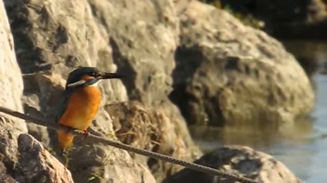 Martin pescatore - Kingfisher смотреть онлайн